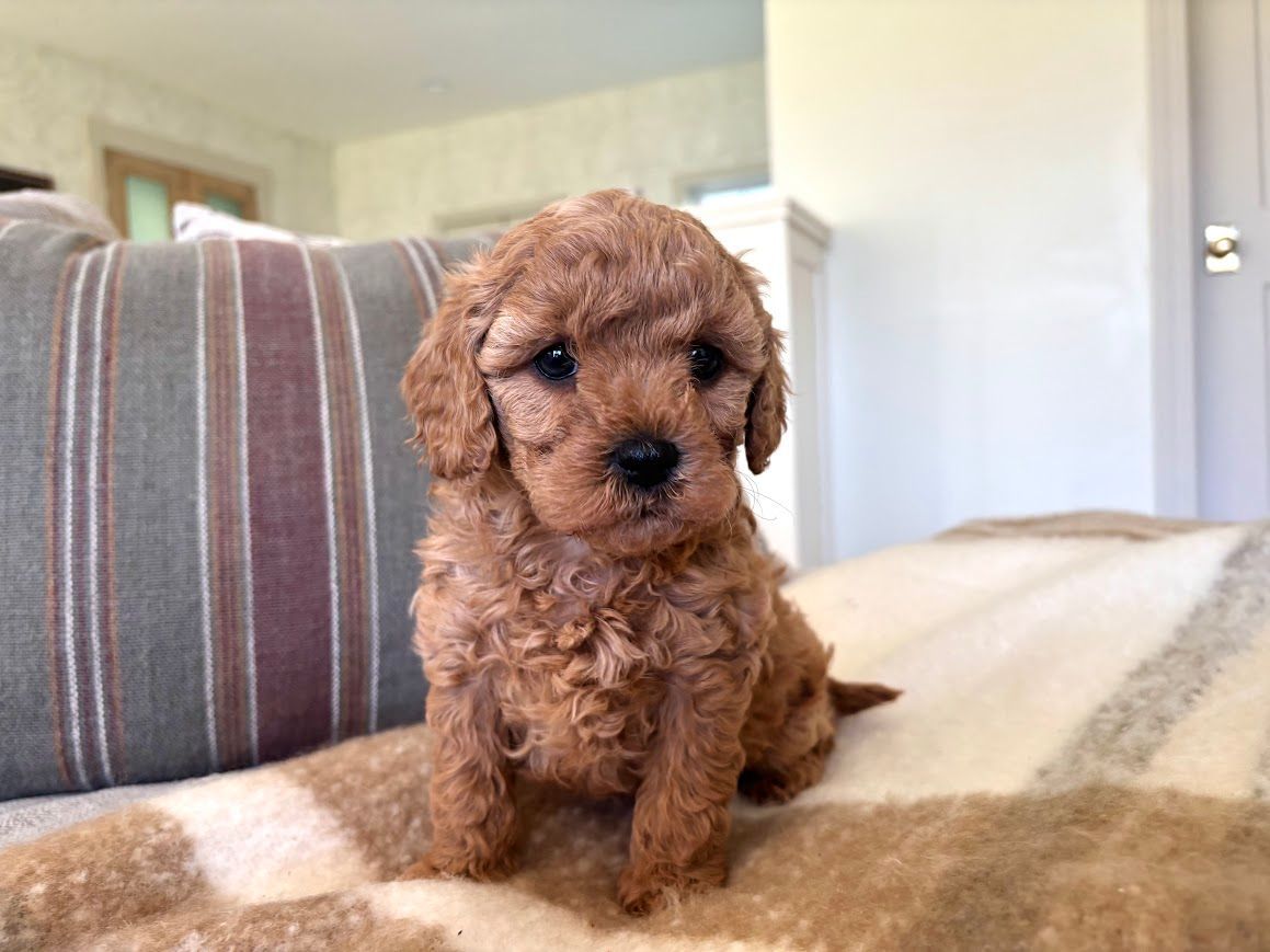 Cavapoochon puppies, healthy cavapoochon, puppies for sale, bluebell cavapoochon puppies, cavapoo