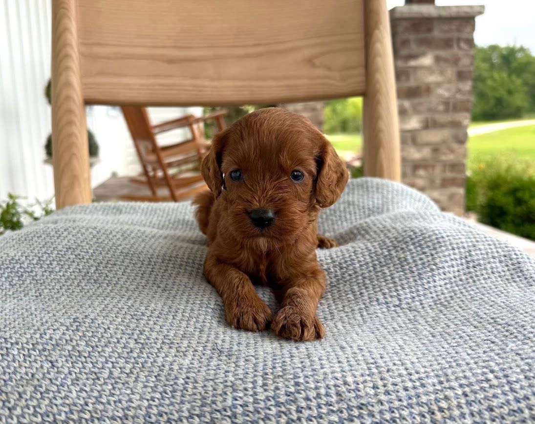 Cavapoochon puppies, healthy cavapoochon, puppies for sale, bluebell cavapoochon puppies, cavapoo