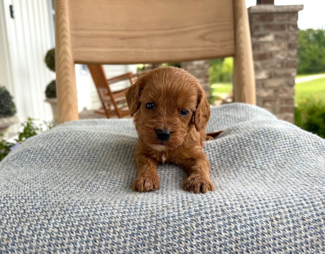 Cavapoochon puppies, healthy cavapoochon, puppies for sale, bluebell cavapoochon puppies, cavapoo