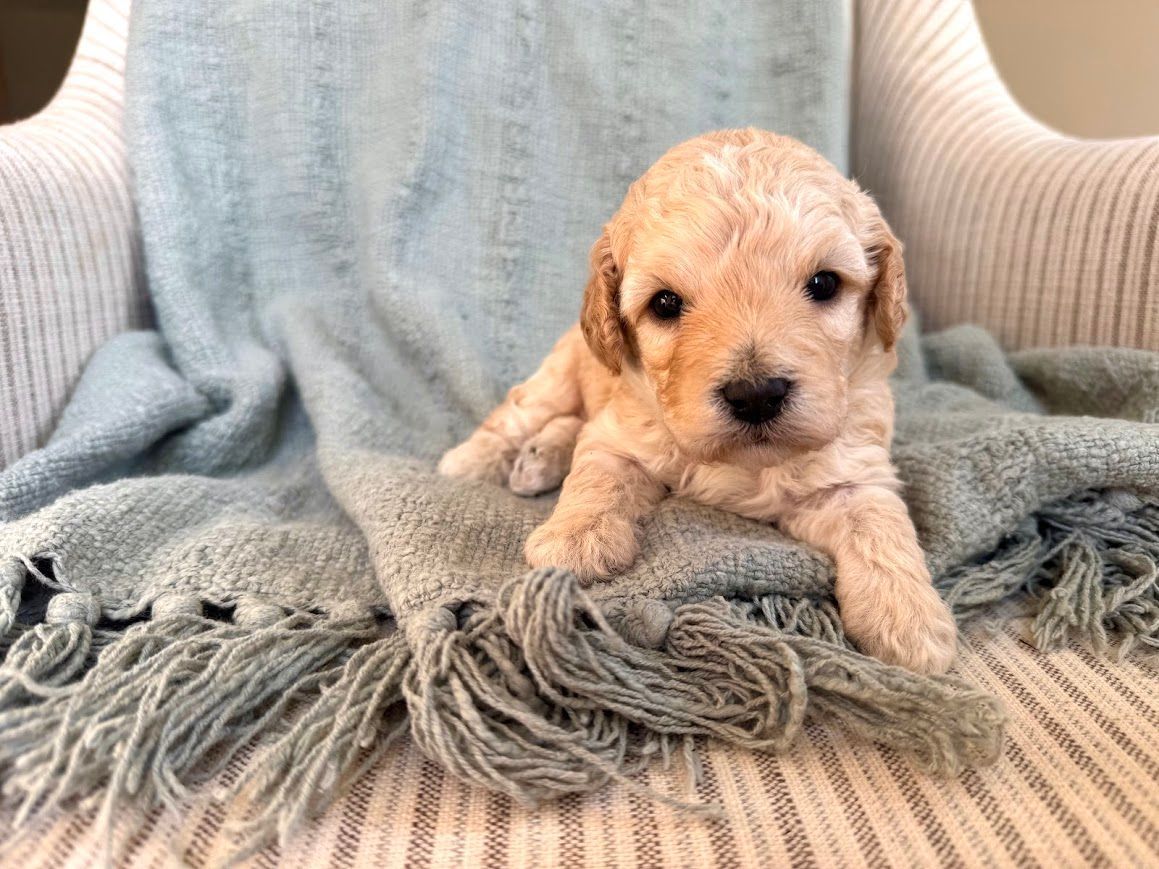 Cavapoochon puppies, healthy cavapoochon, puppies for sale, bluebell cavapoochon puppies, cavapoo