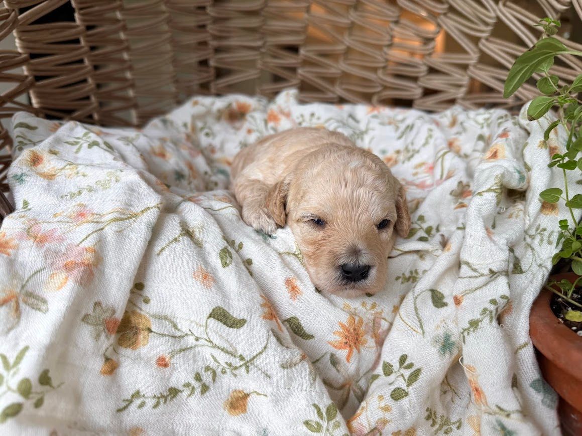 Cavapoochon puppies, healthy cavapoochon, puppies for sale, bluebell cavapoochon puppies, cavapoo