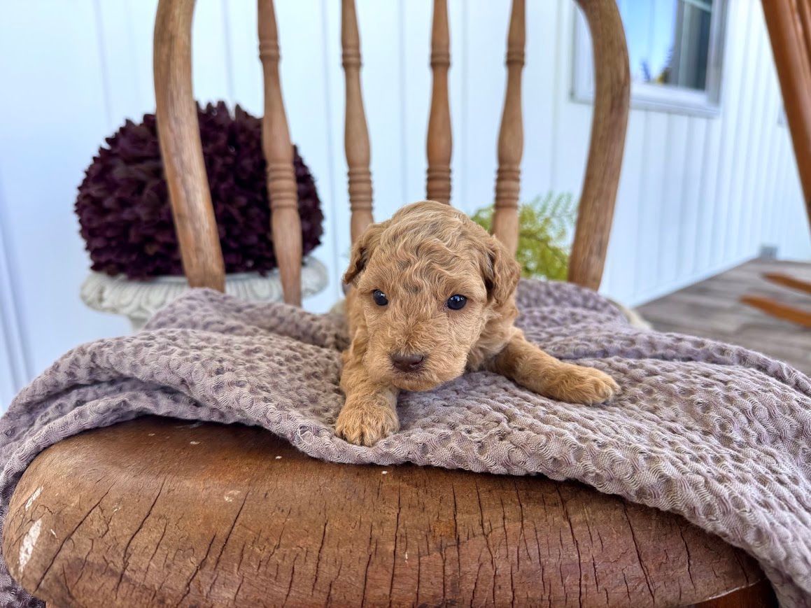 Cavapoochon puppies, healthy cavapoochon, puppies for sale, bluebell cavapoochon puppies, cavapoo