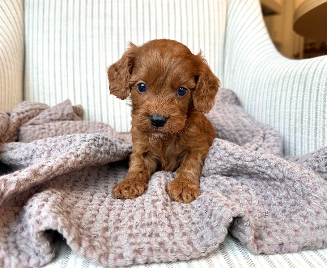 Cavapoochon puppies, healthy cavapoochon, puppies for sale, bluebell cavapoochon puppies, cavapoo