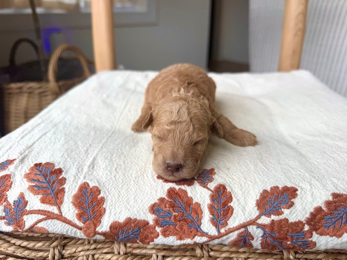 Cavapoochon puppies, healthy cavapoochon, puppies for sale, bluebell cavapoochon puppies, cavapoo