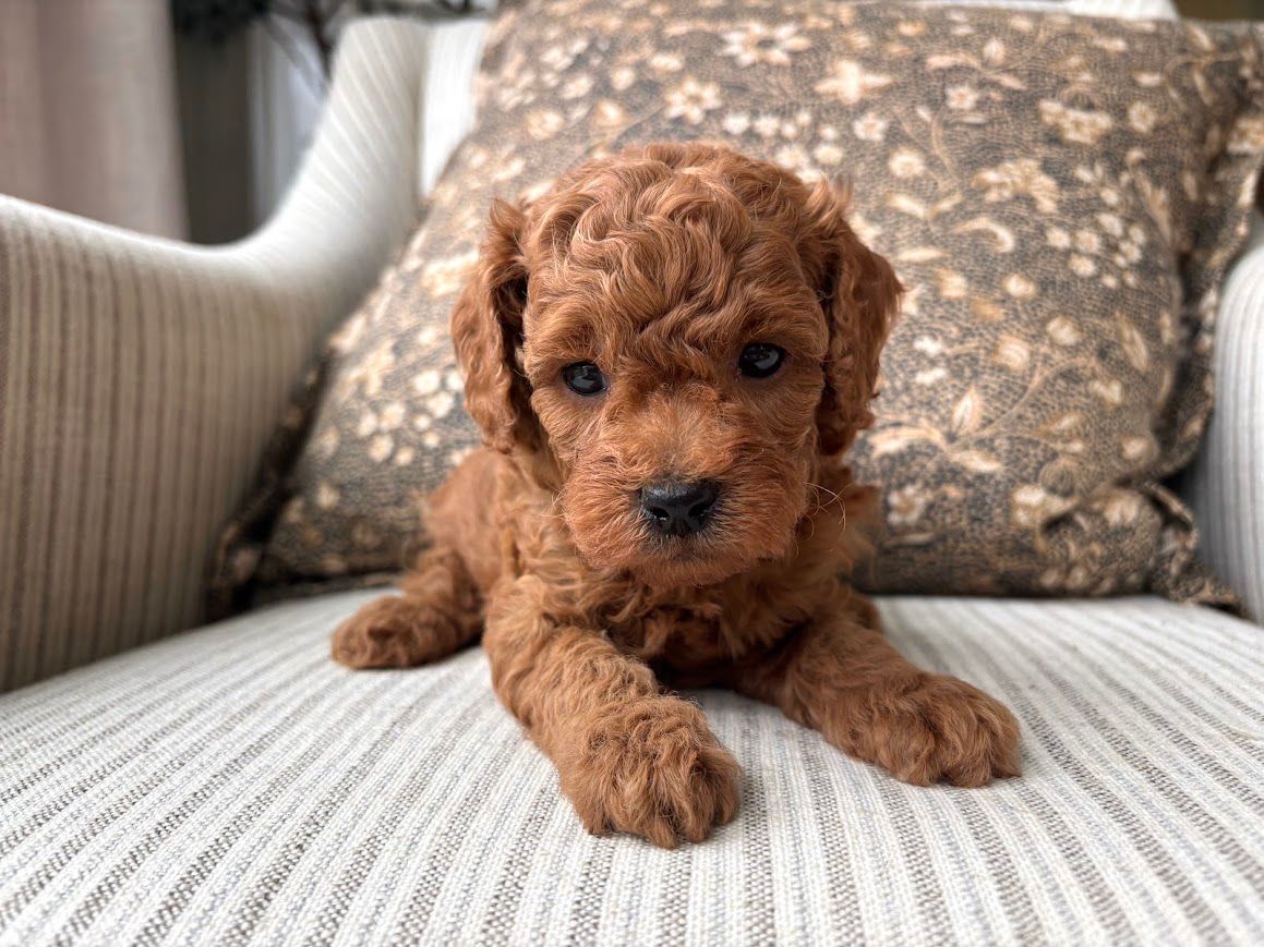 Cavapoochon puppies, healthy cavapoochon, puppies for sale, bluebell cavapoochon puppies, cavapoo