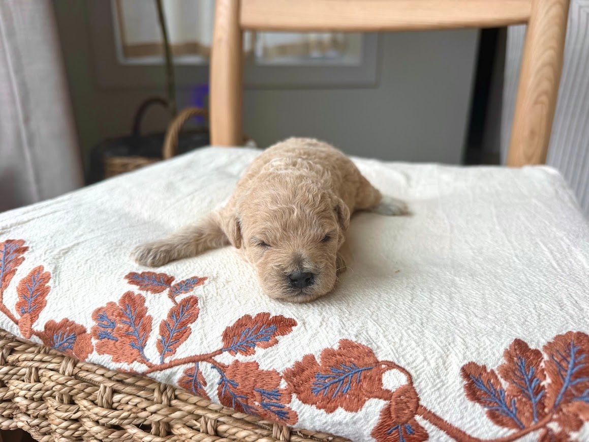 Cavapoochon puppies, healthy cavapoochon, puppies for sale, bluebell cavapoochon puppies, cavapoo