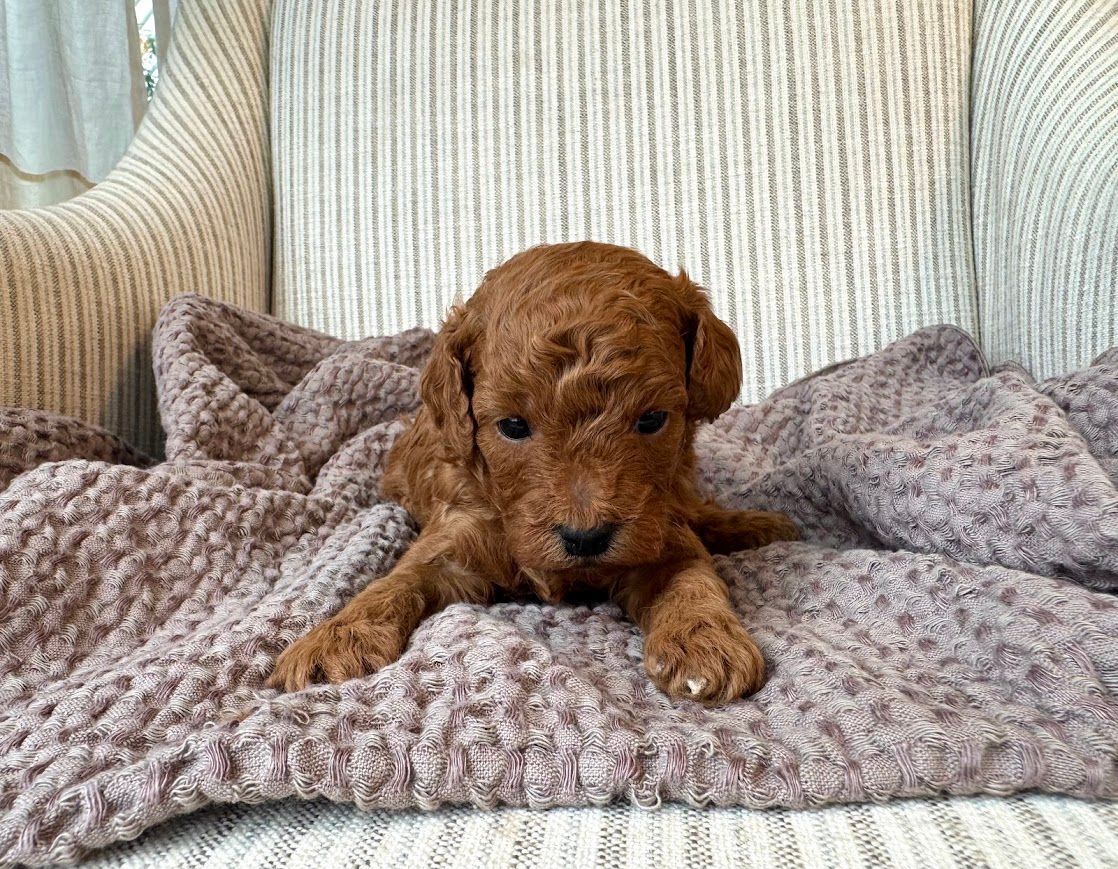 Cavapoochon puppies, healthy cavapoochon, puppies for sale, bluebell cavapoochon puppies, cavapoo