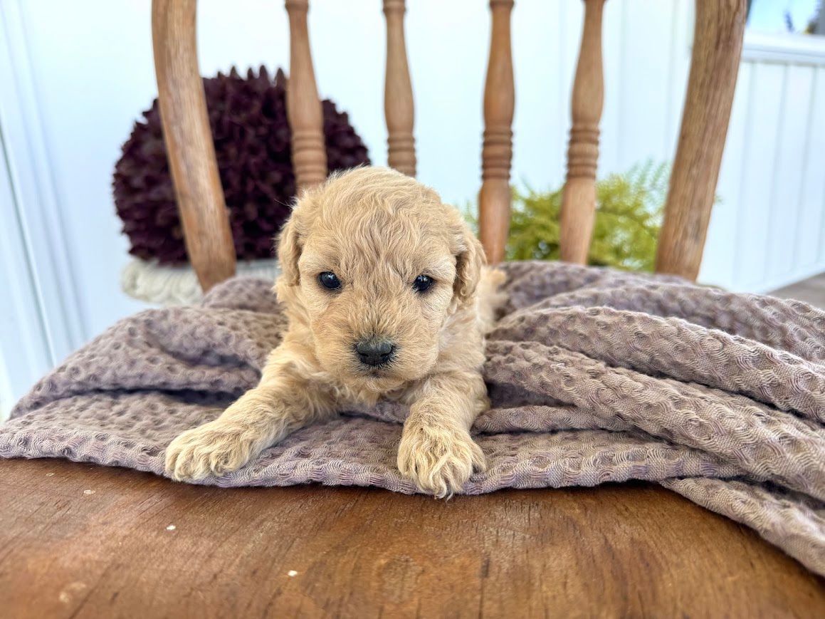 Cavapoochon puppies, healthy cavapoochon, puppies for sale, bluebell cavapoochon puppies, cavapoo