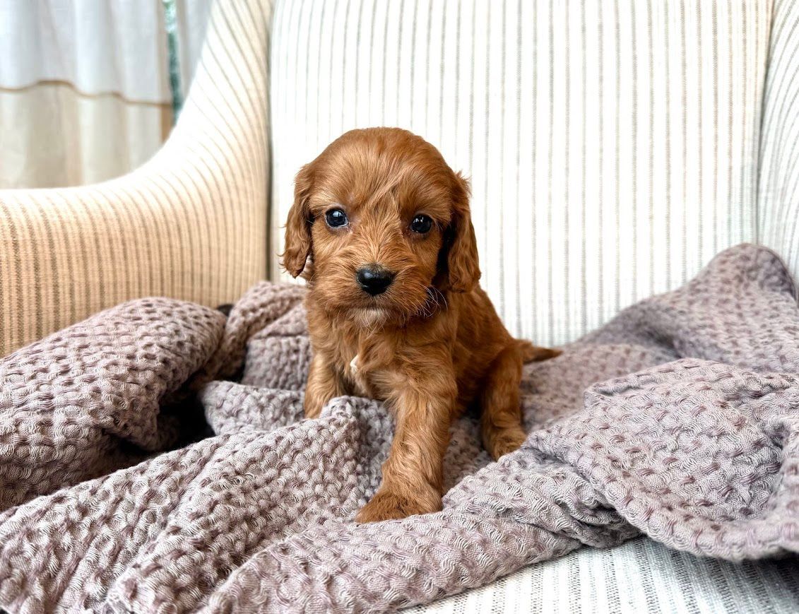 Cavapoochon puppies, healthy cavapoochon, puppies for sale, bluebell cavapoochon puppies, cavapoo
