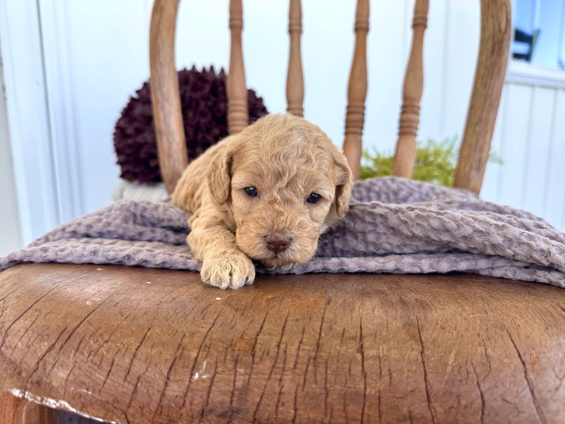 Cavapoochon puppies, healthy cavapoochon, puppies for sale, bluebell cavapoochon puppies, cavapoo