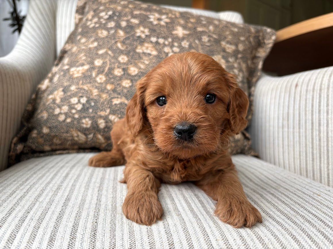 Cavapoochon puppies, healthy cavapoochon, puppies for sale, bluebell cavapoochon puppies, cavapoo