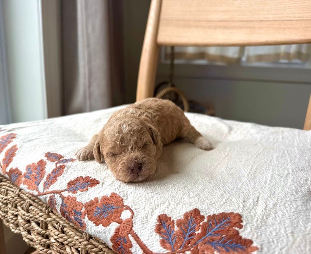 Cavapoochon puppies, healthy cavapoochon, puppies for sale, bluebell cavapoochon puppies, cavapoo