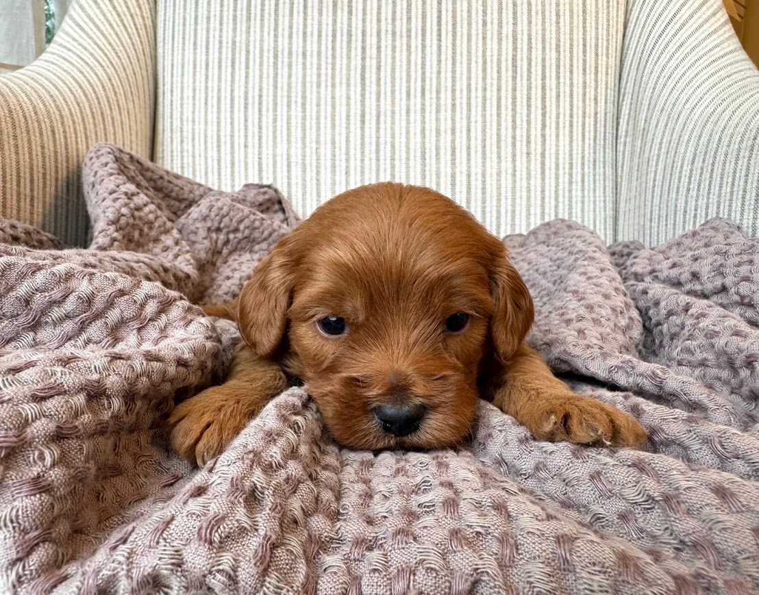 Cavapoochon puppies, healthy cavapoochon, puppies for sale, bluebell cavapoochon puppies, cavapoo