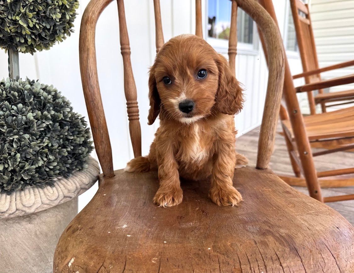Cavapoochon puppies, healthy cavapoochon, puppies for sale, bluebell cavapoochon puppies, cavapoo