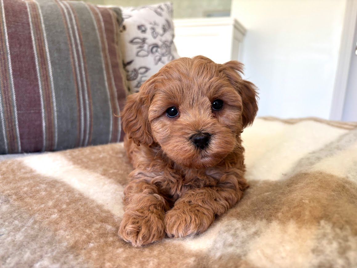 Cavapoochon puppies, healthy cavapoochon, puppies for sale, bluebell cavapoochon puppies, cavapoo