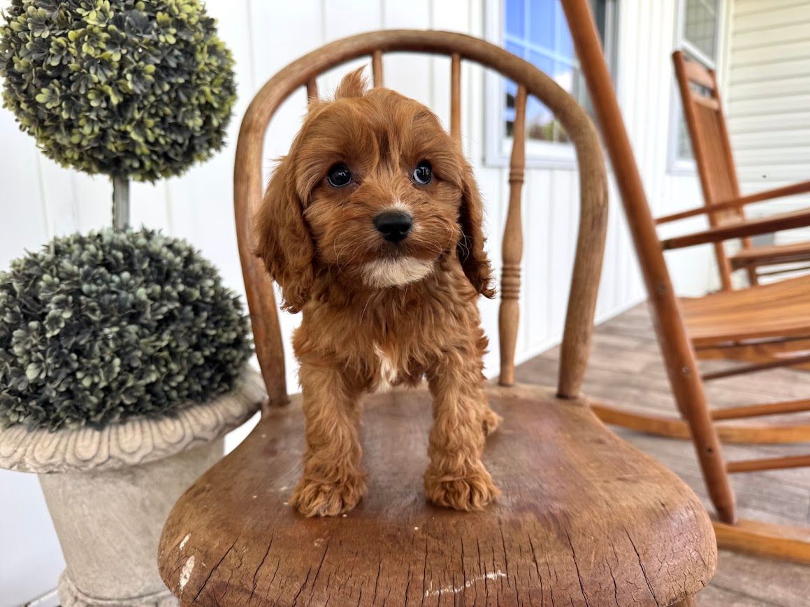 Cavapoochon puppies, healthy cavapoochon, puppies for sale, bluebell cavapoochon puppies, cavapoo