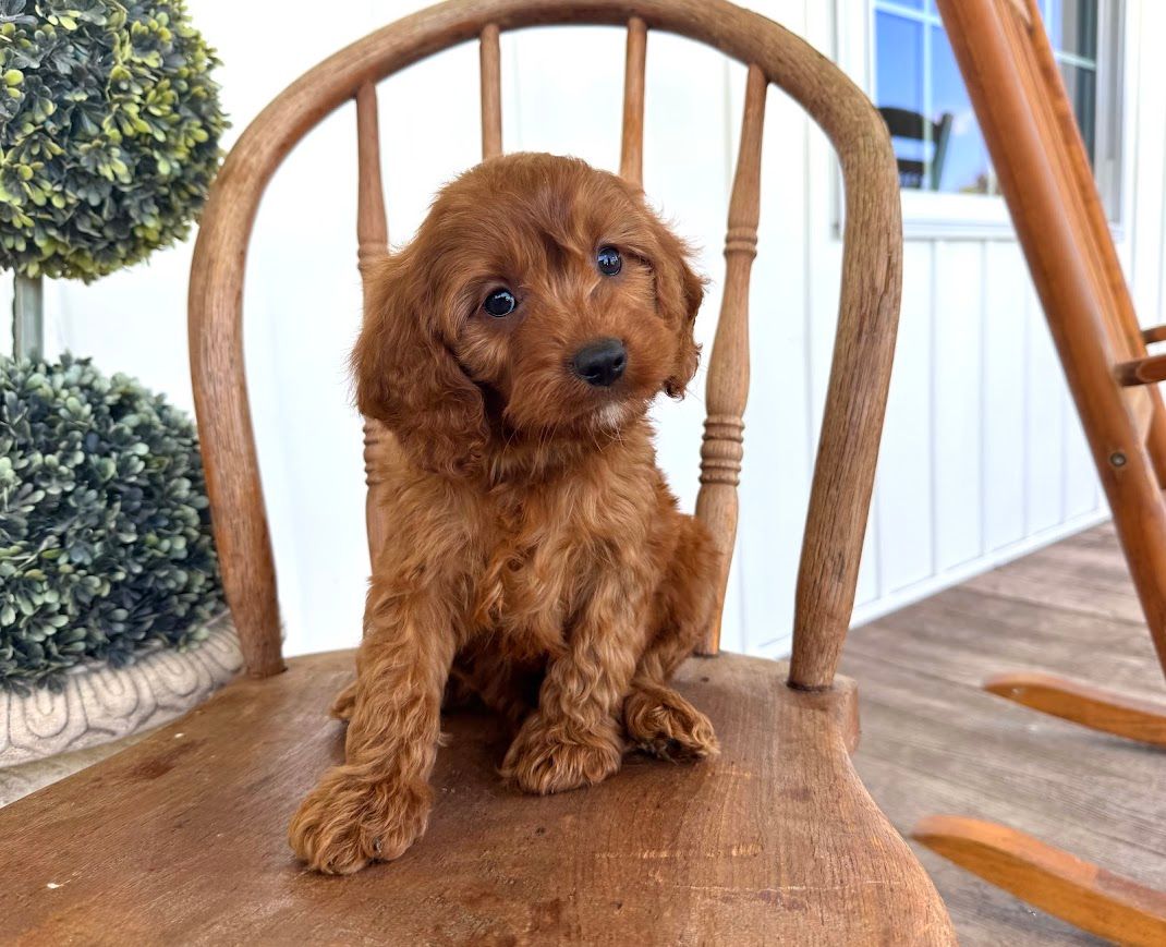 Cavapoochon puppies, healthy cavapoochon, puppies for sale, bluebell cavapoochon puppies, cavapoo