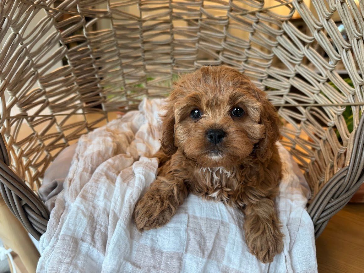 Cavapoochon puppies, healthy cavapoochon, puppies for sale, bluebell cavapoochon puppies, cavapoo