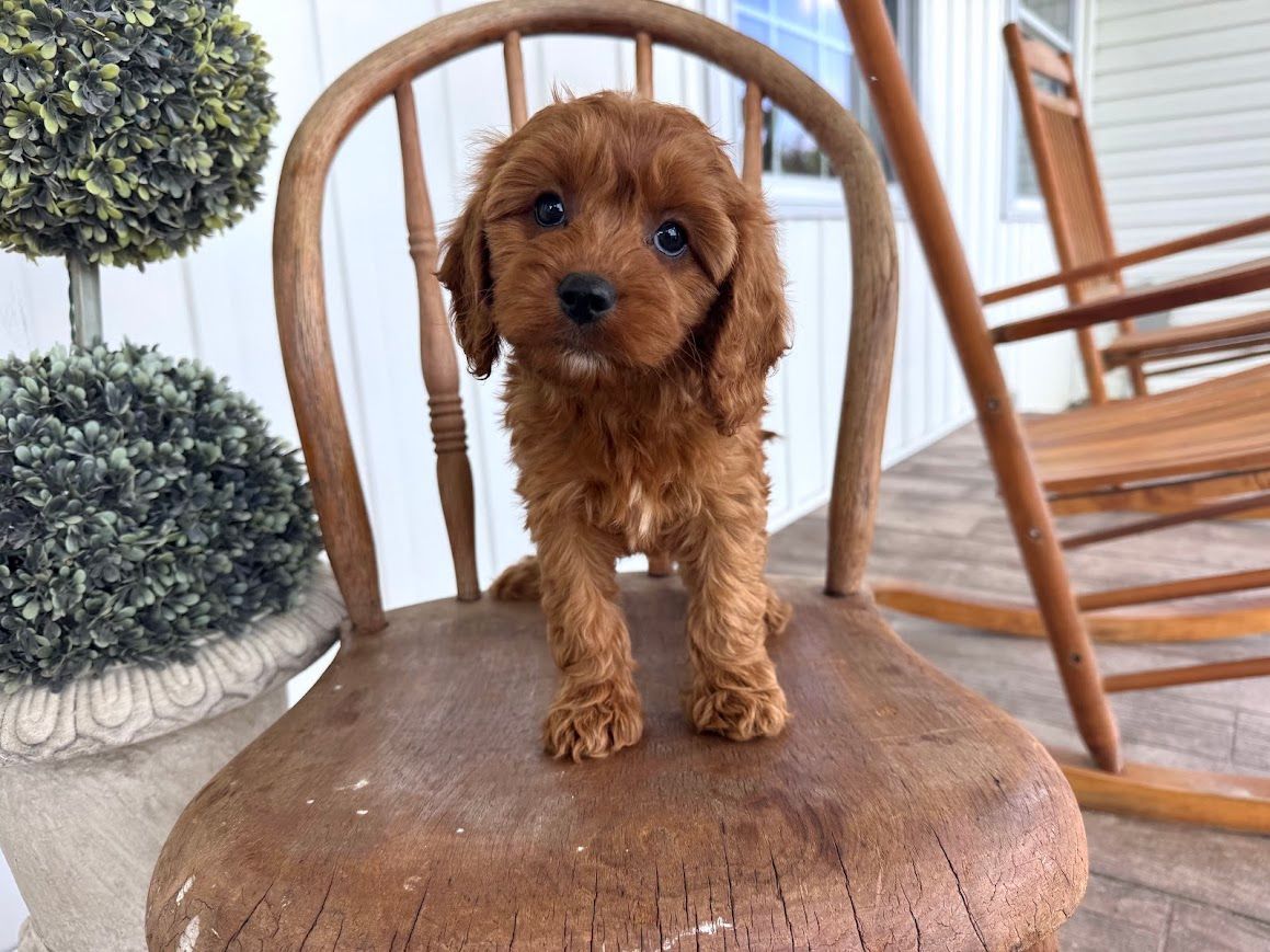 Cavapoochon puppies, healthy cavapoochon, puppies for sale, bluebell cavapoochon puppies, cavapoo