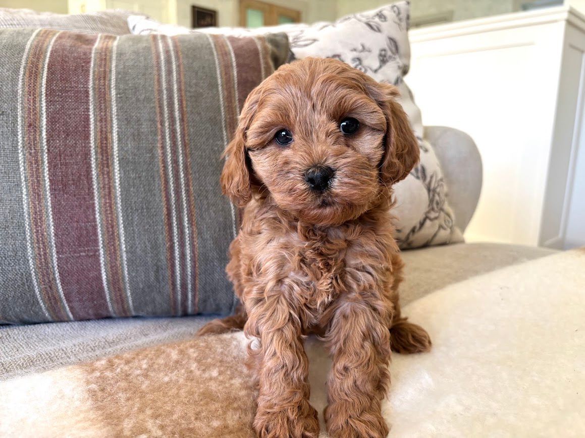 Cavapoochon puppies, healthy cavapoochon, puppies for sale, bluebell cavapoochon puppies, cavapoo