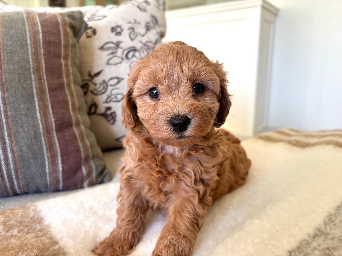 Cavapoochon puppies, healthy cavapoochon, puppies for sale, bluebell cavapoochon puppies, cavapoo