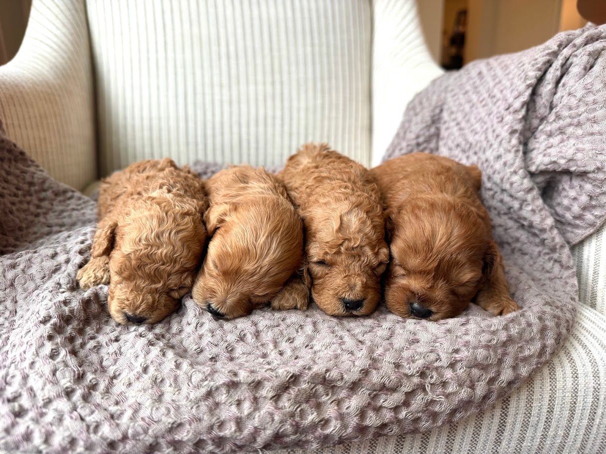 Cavapoochon puppies, healthy cavapoochon, puppies for sale, bluebell cavapoochon puppies, cavapoo