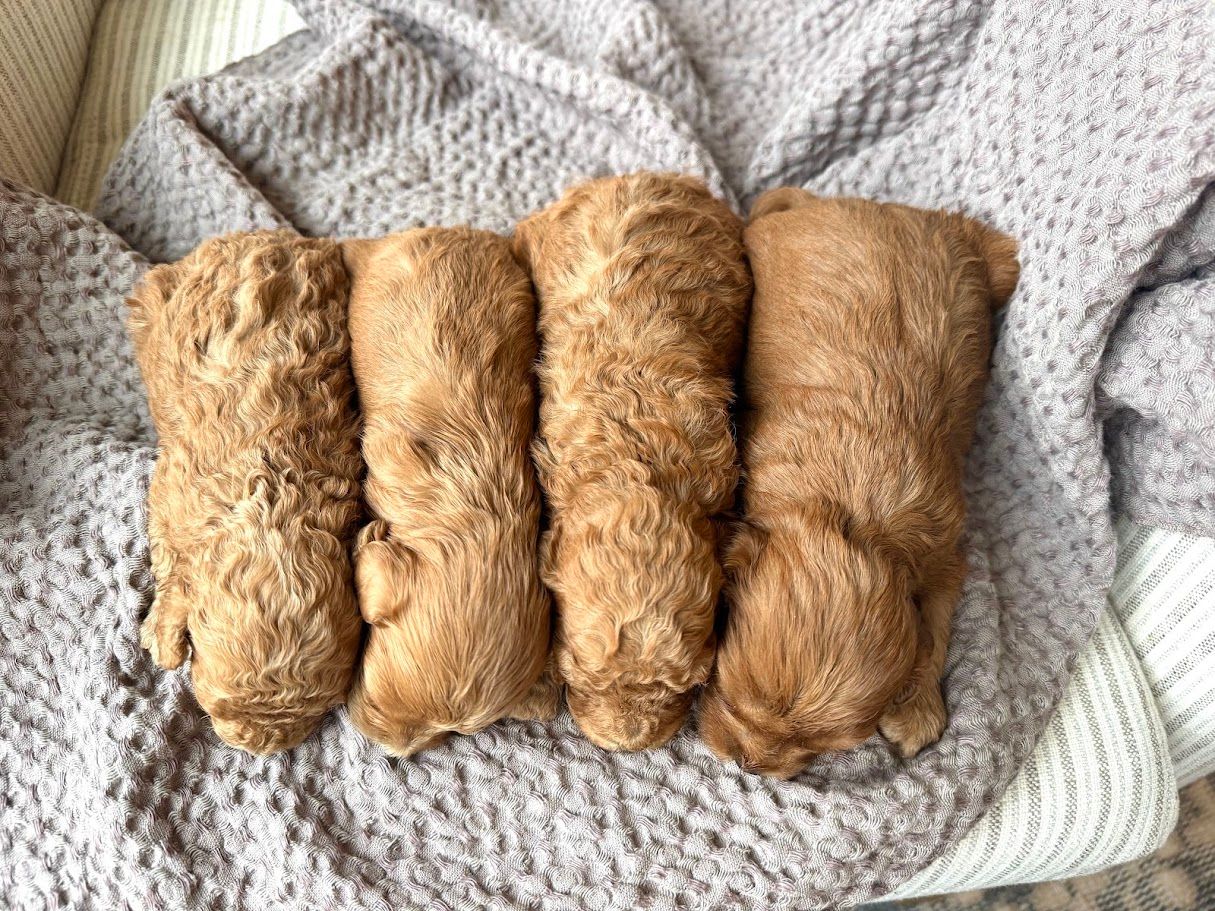 Cavapoochon puppies, healthy cavapoochon, puppies for sale, bluebell cavapoochon puppies, cavapoo