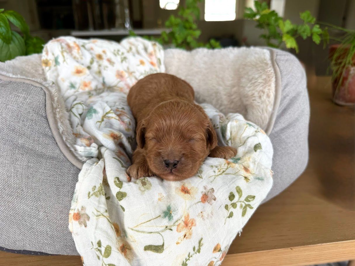 Cavapoochon puppies, healthy cavapoochon, puppies for sale, bluebell cavapoochon puppies, cavapoo