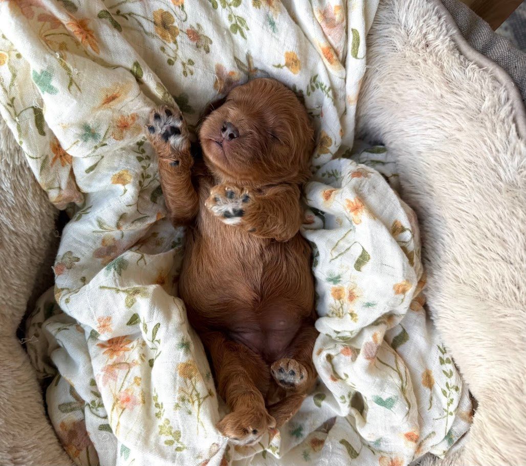 Cavapoochon puppies, healthy cavapoochon, puppies for sale, bluebell cavapoochon puppies, cavapoo