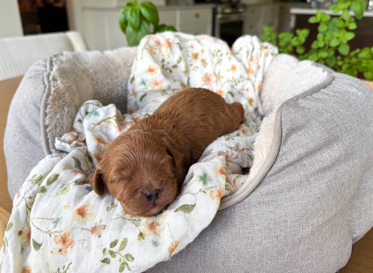 Cavapoochon puppies, healthy cavapoochon, puppies for sale, bluebell cavapoochon puppies, cavapoo
