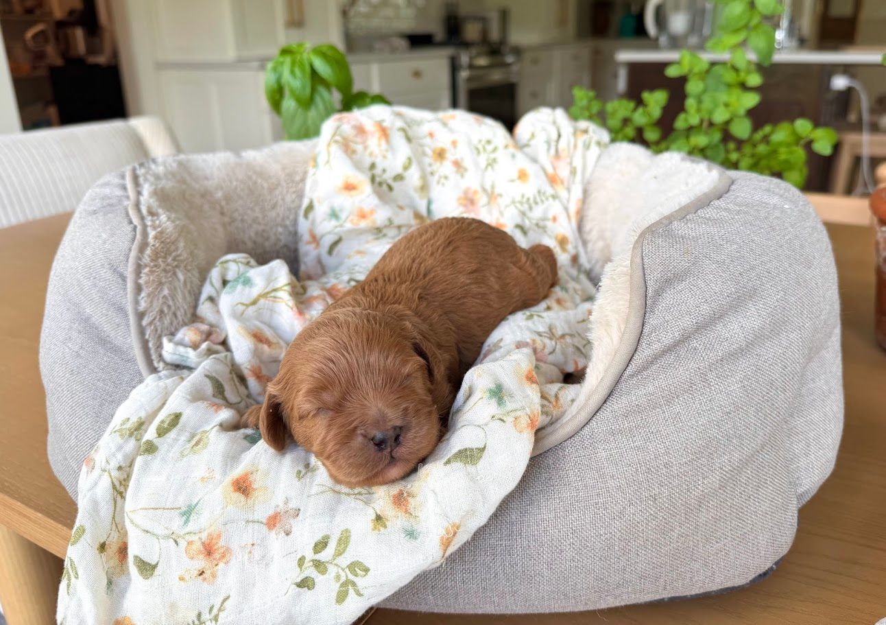 Cavapoochon puppies, healthy cavapoochon, puppies for sale, bluebell cavapoochon puppies, cavapoo
