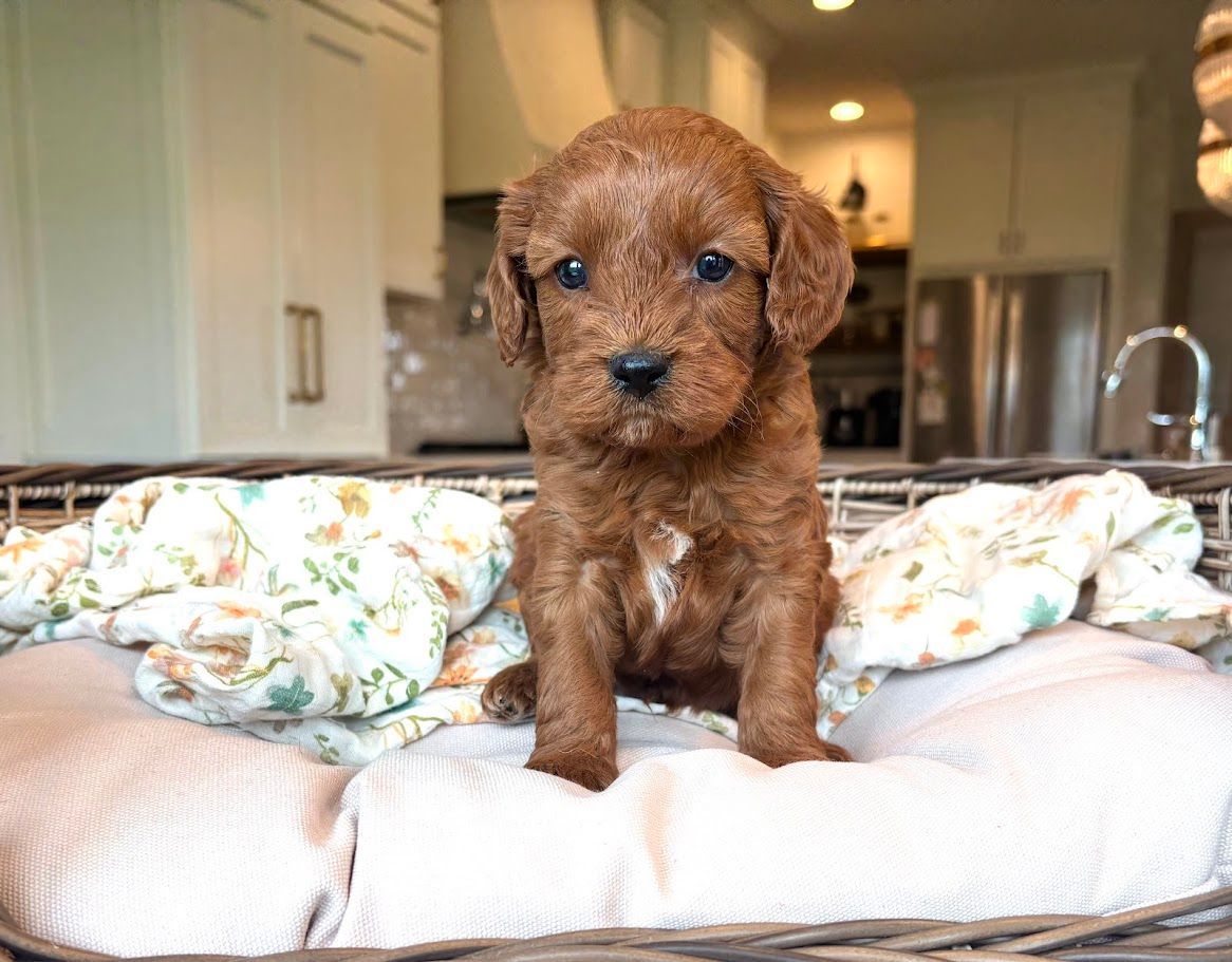 Cavapoochon puppies, healthy cavapoochon, puppies for sale, bluebell cavapoochon puppies, cavapoo
