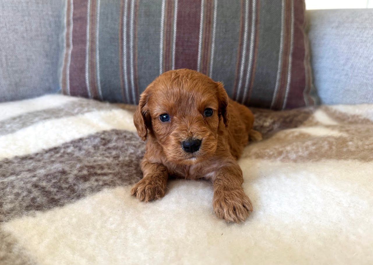 Cavapoochon puppies, healthy cavapoochon, puppies for sale, bluebell cavapoochon puppies, cavapoo