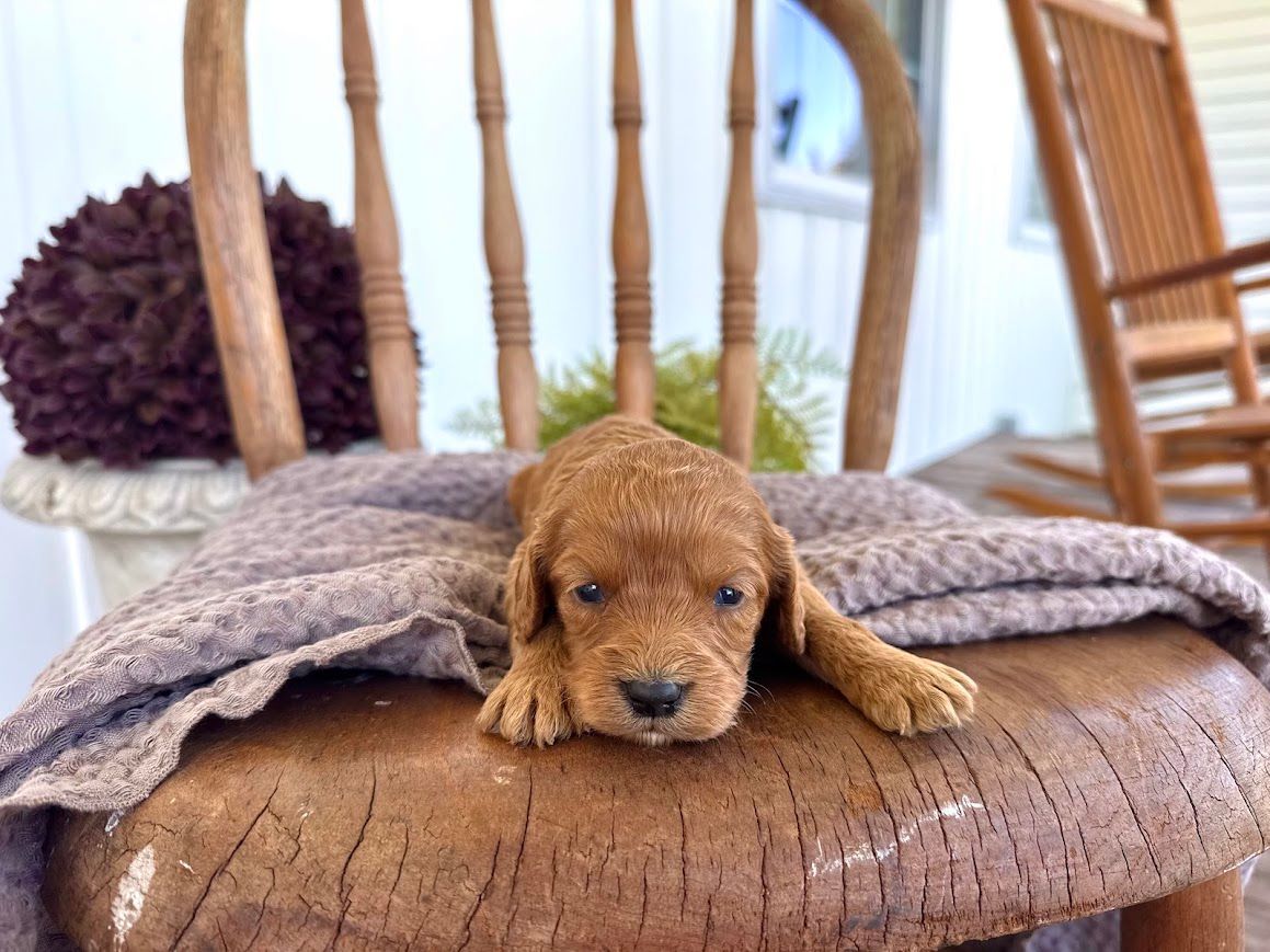 Cavapoochon puppies, healthy cavapoochon, puppies for sale, bluebell cavapoochon puppies, cavapoo