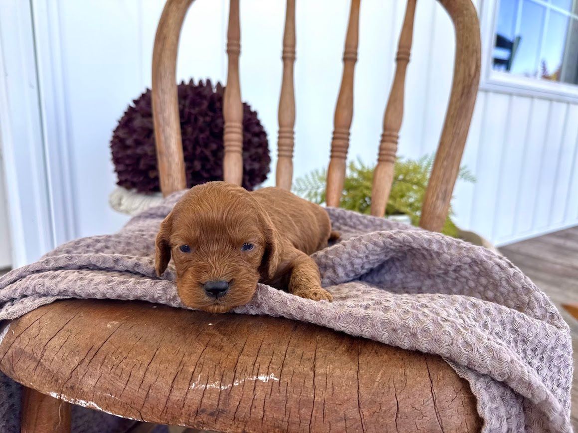 Cavapoochon puppies, healthy cavapoochon, puppies for sale, bluebell cavapoochon puppies, cavapoo
