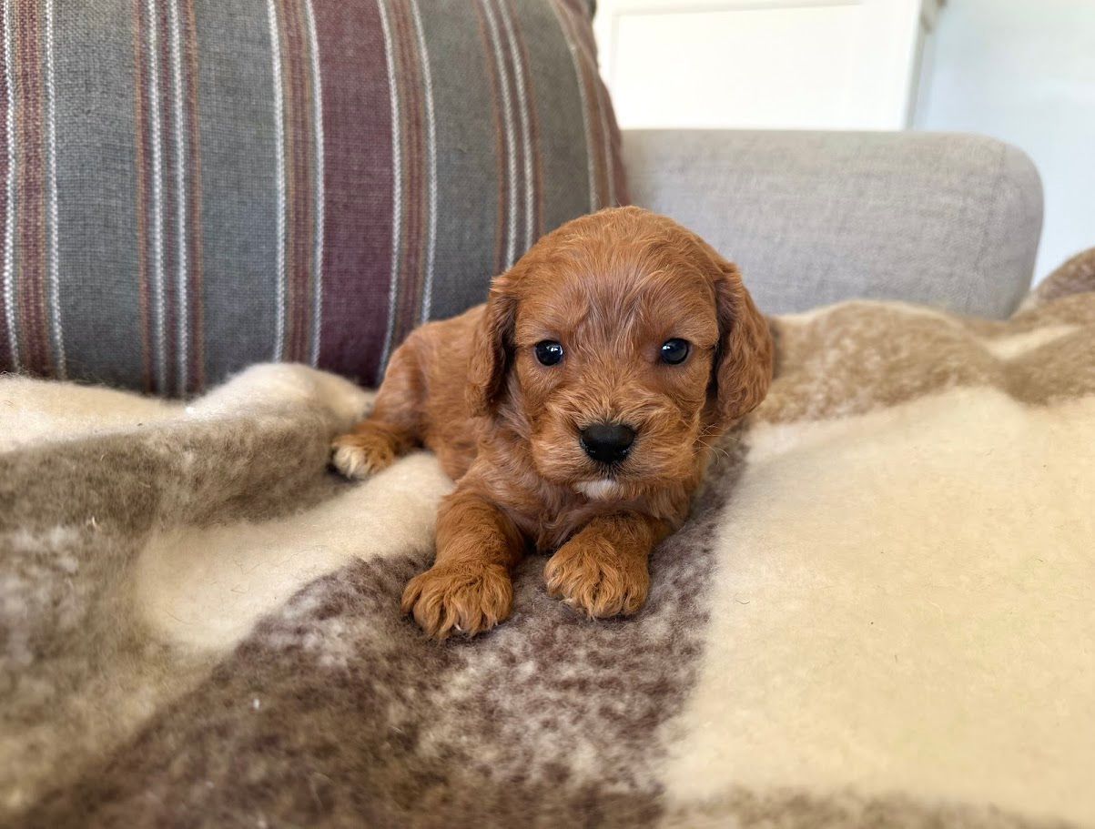 Cavapoochon puppies, healthy cavapoochon, puppies for sale, bluebell cavapoochon puppies, cavapoo