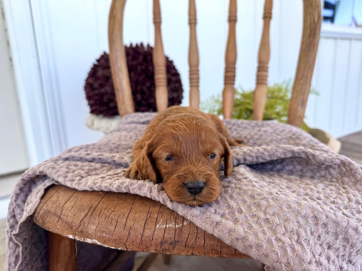 Cavapoochon puppies, healthy cavapoochon, puppies for sale, bluebell cavapoochon puppies, cavapoo