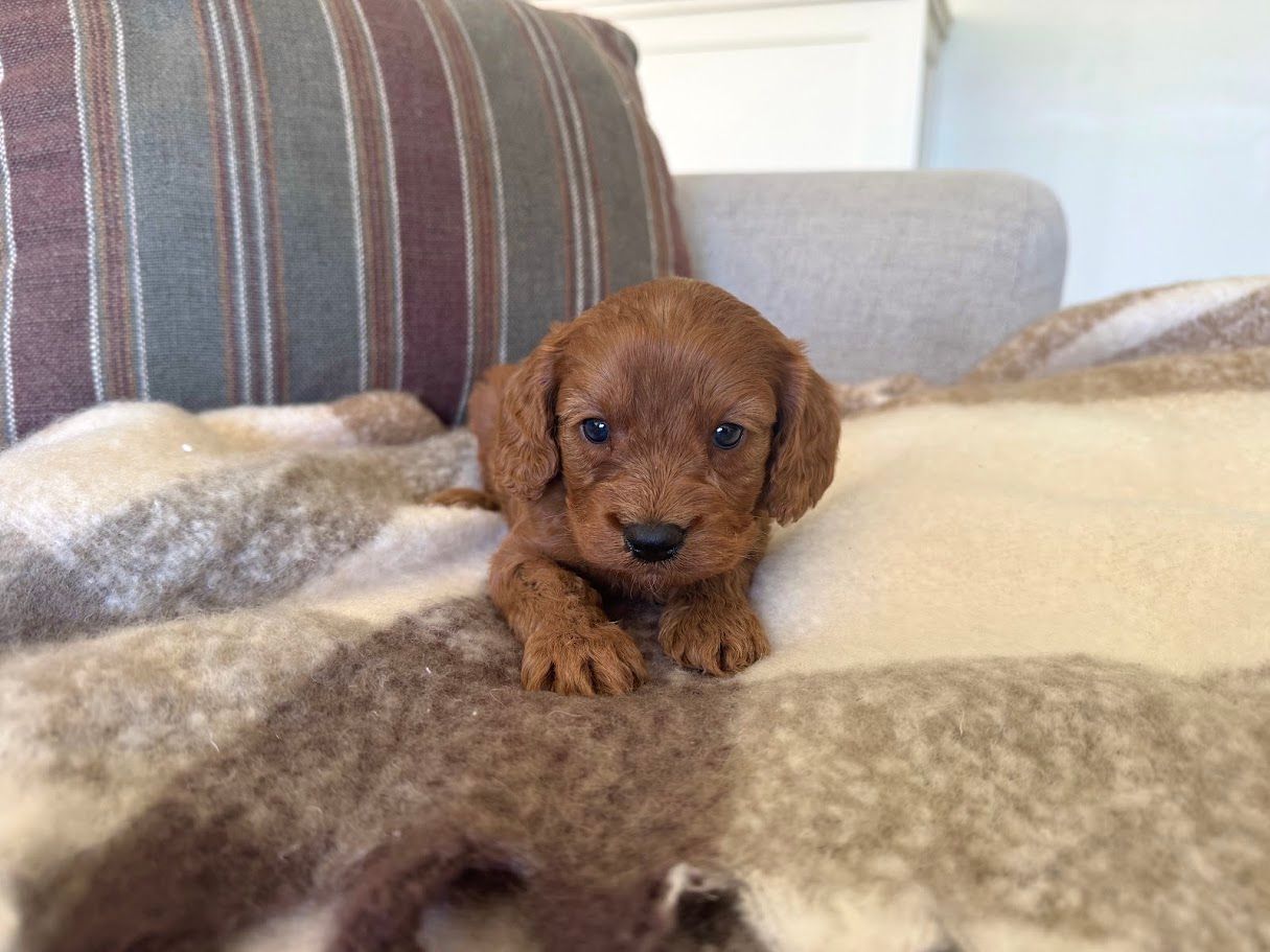 Cavapoochon puppies, healthy cavapoochon, puppies for sale, bluebell cavapoochon puppies, cavapoo