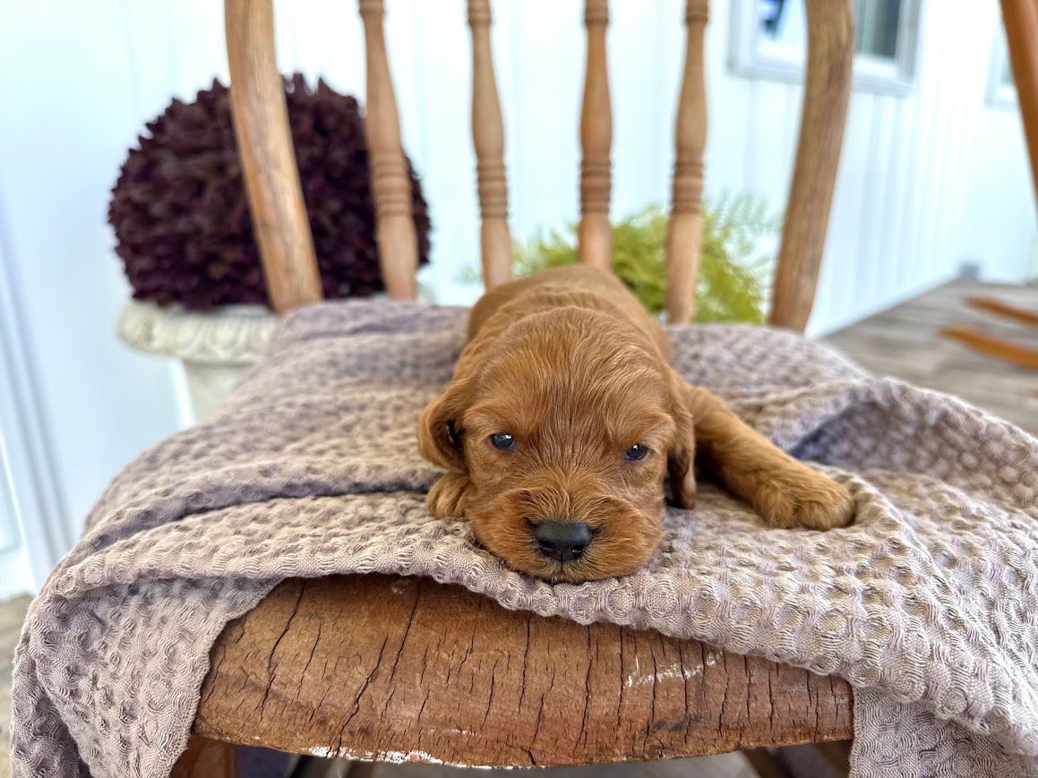 Cavapoochon puppies, healthy cavapoochon, puppies for sale, bluebell cavapoochon puppies, cavapoo
