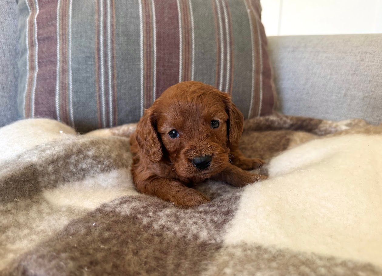 Cavapoochon puppies, healthy cavapoochon, puppies for sale, bluebell cavapoochon puppies, cavapoo