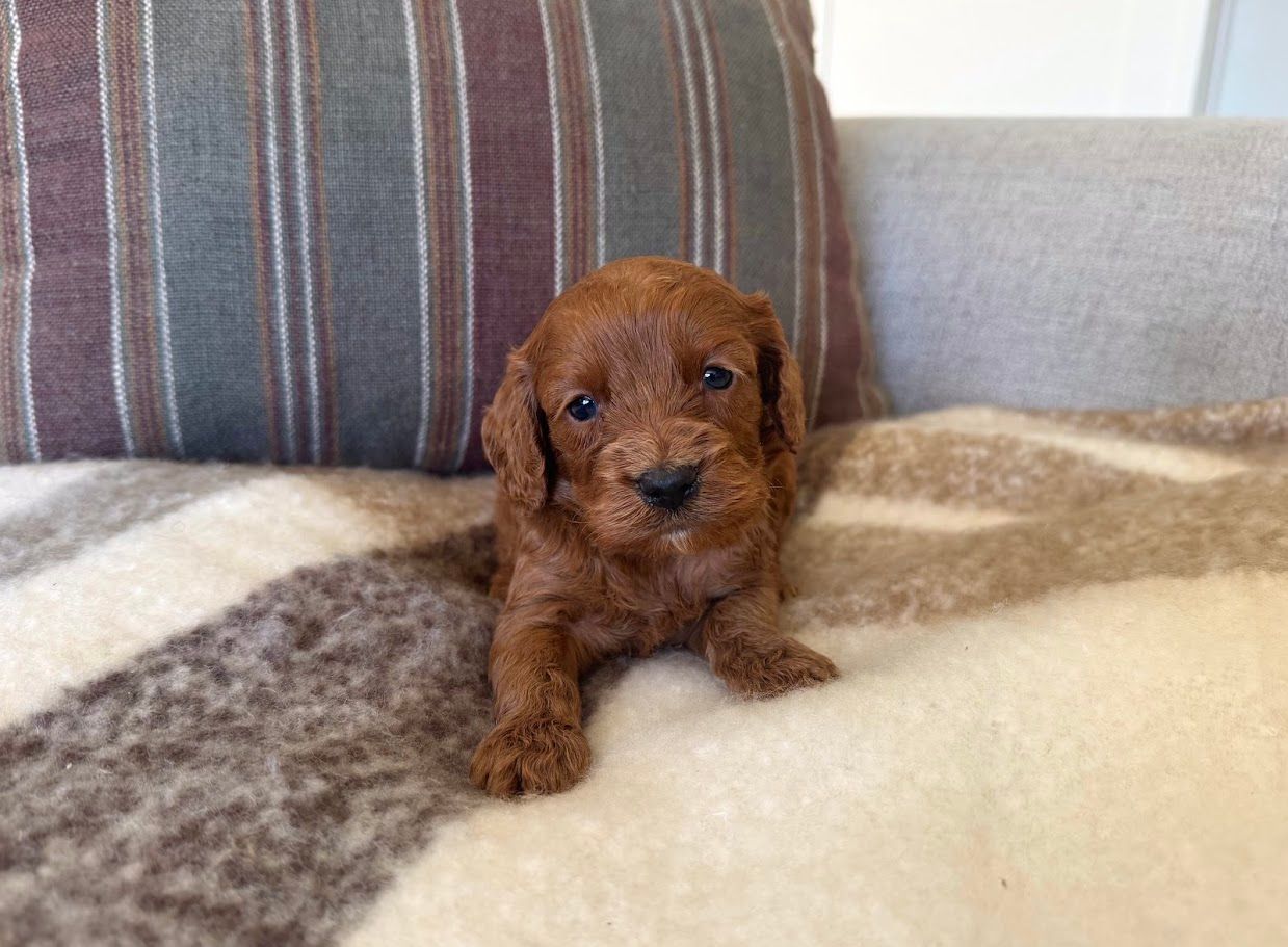 Cavapoochon puppies, healthy cavapoochon, puppies for sale, bluebell cavapoochon puppies, cavapoo