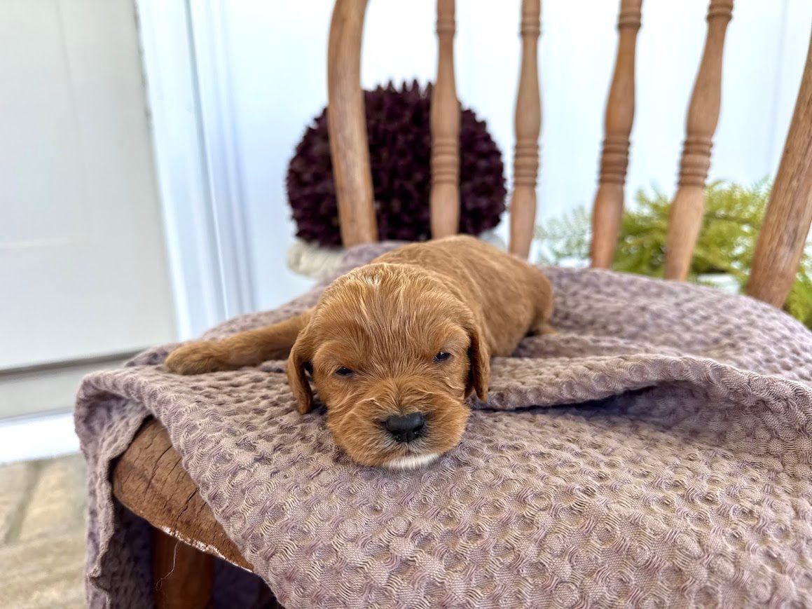 Cavapoochon puppies, healthy cavapoochon, puppies for sale, bluebell cavapoochon puppies, cavapoo