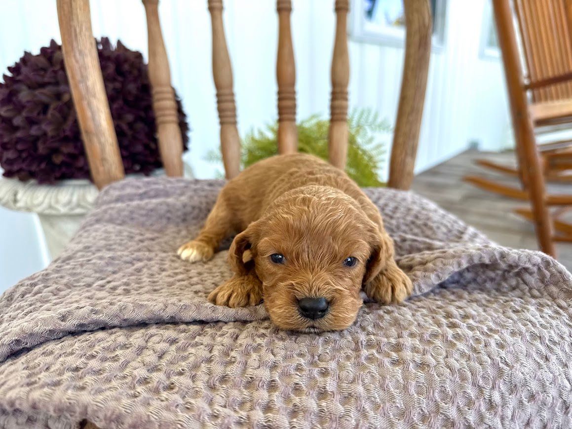 Cavapoochon puppies, healthy cavapoochon, puppies for sale, bluebell cavapoochon puppies, cavapoo