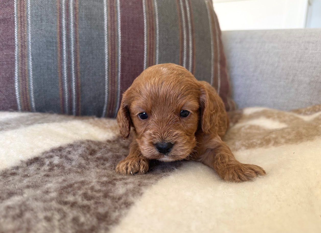 Cavapoochon puppies, healthy cavapoochon, puppies for sale, bluebell cavapoochon puppies, cavapoo