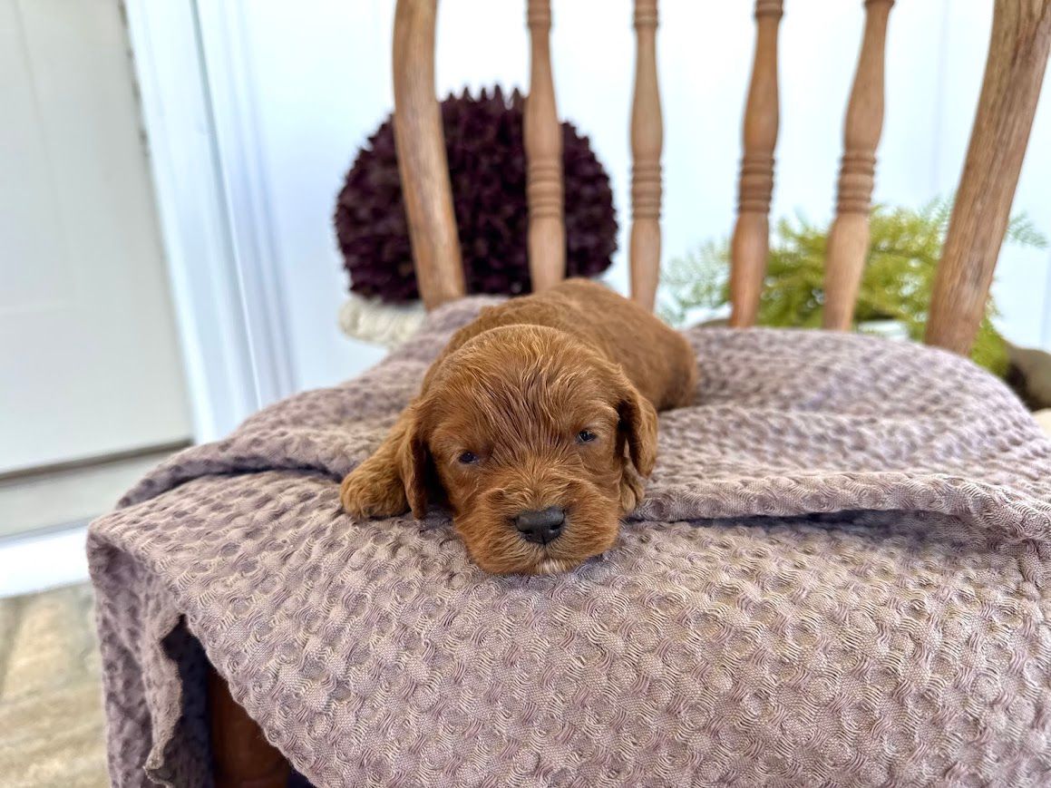 Cavapoochon puppies, healthy cavapoochon, puppies for sale, bluebell cavapoochon puppies, cavapoo