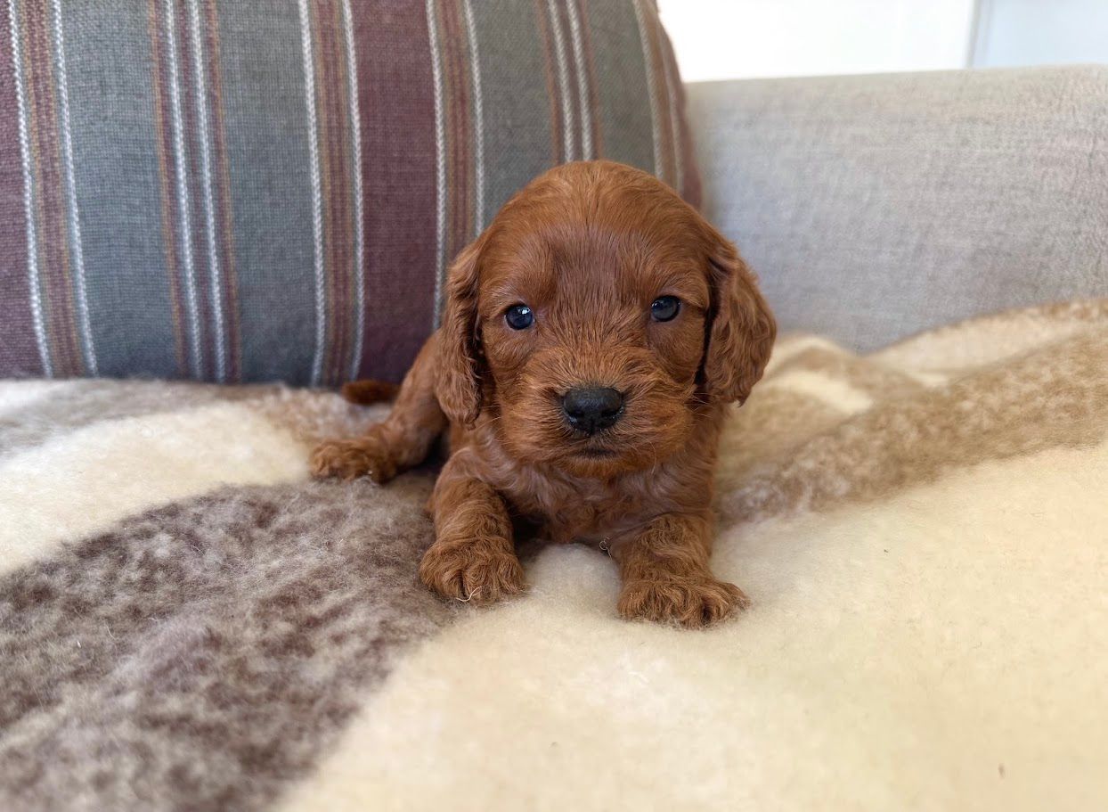 Cavapoochon puppies, healthy cavapoochon, puppies for sale, bluebell cavapoochon puppies, cavapoo
