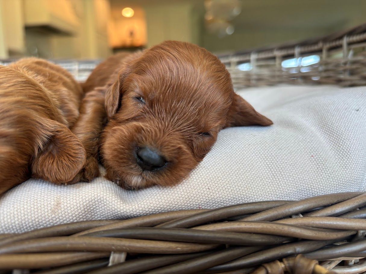 Cavapoochon puppies, healthy cavapoochon, puppies for sale, bluebell cavapoochon puppies, cavapoo