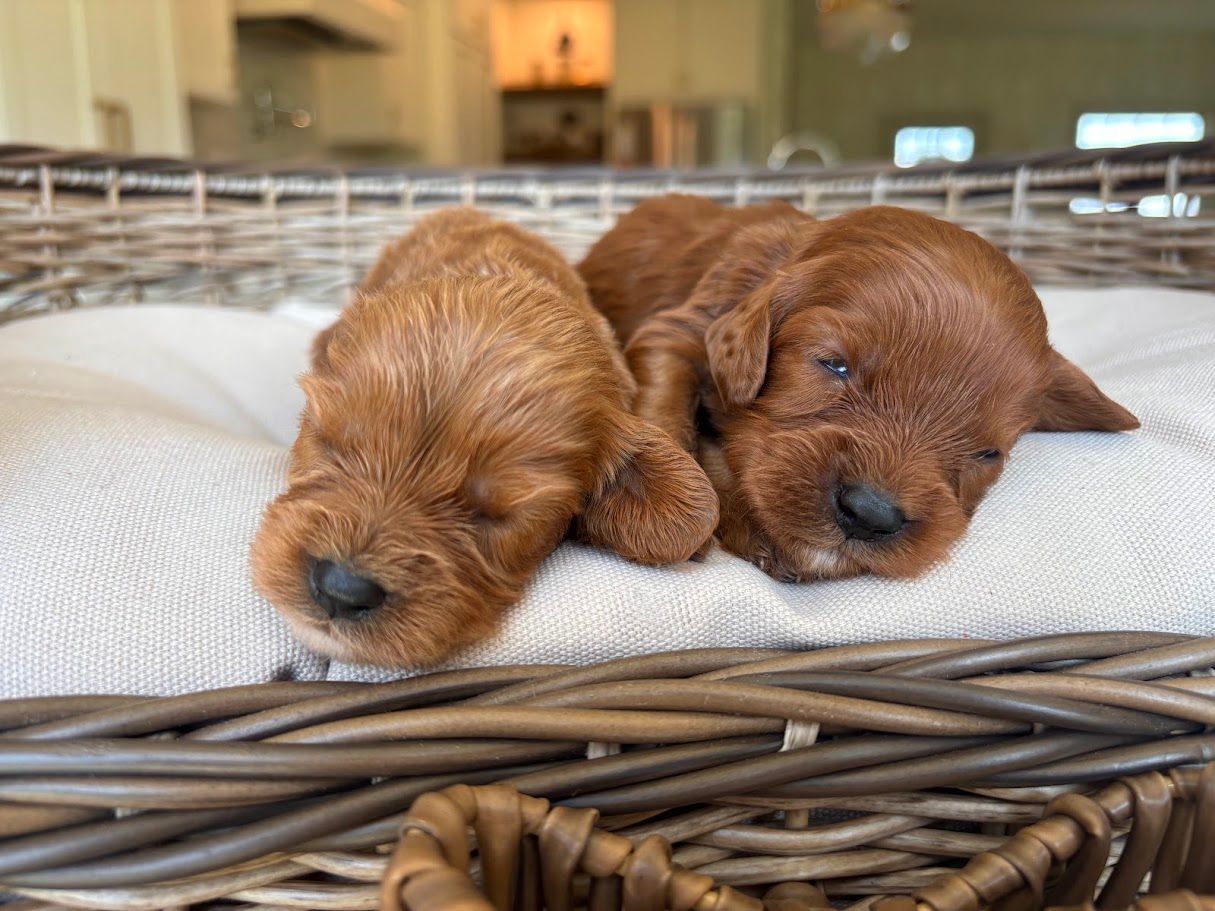 Cavapoochon puppies, healthy cavapoochon, puppies for sale, bluebell cavapoochon puppies, cavapoo
