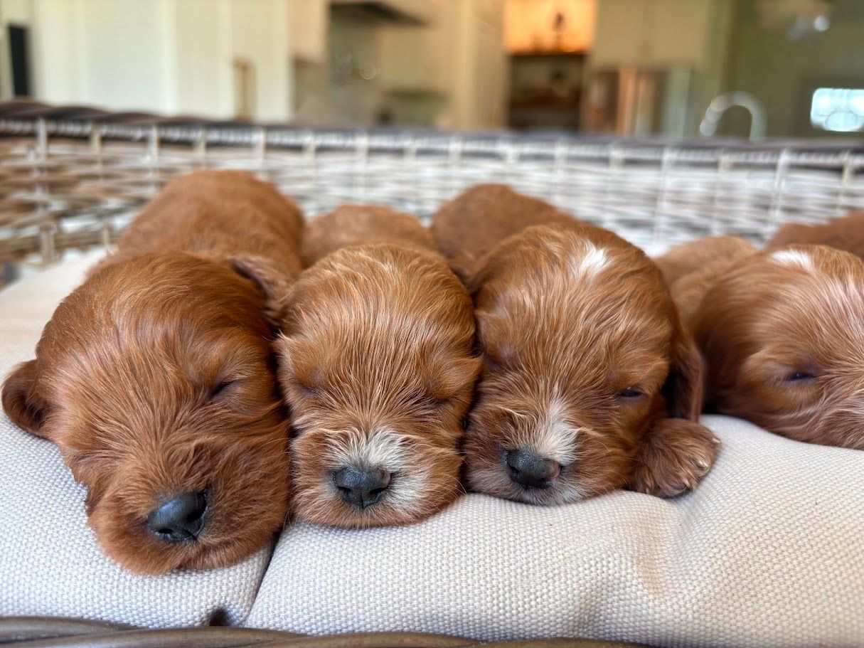 Cavapoochon puppies, healthy cavapoochon, puppies for sale, bluebell cavapoochon puppies, cavapoo