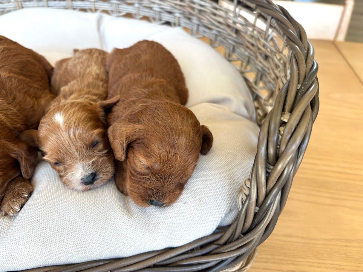 Cavapoochon puppies, healthy cavapoochon, puppies for sale, bluebell cavapoochon puppies, cavapoo